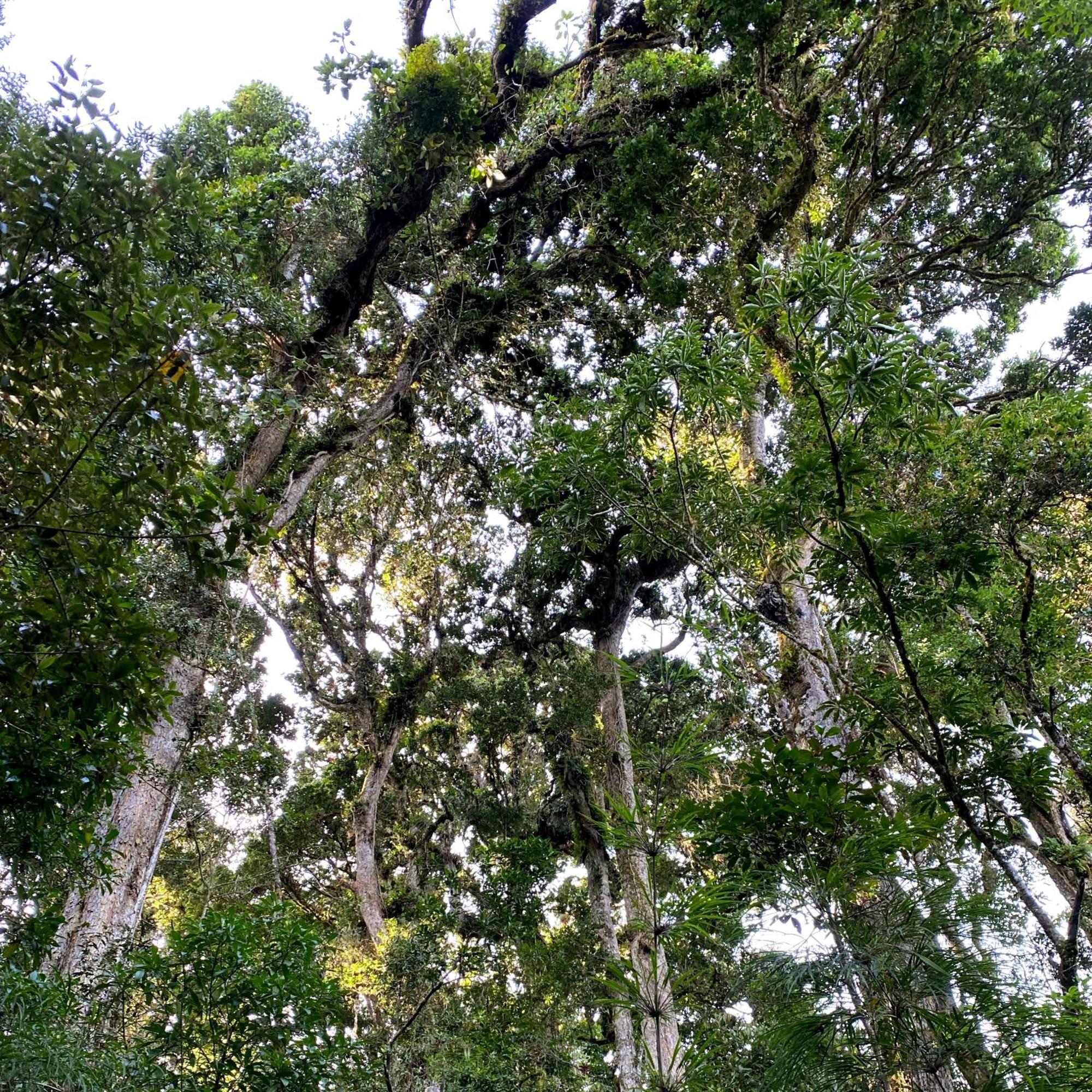 Cabana Anturios San José Buitenkant foto